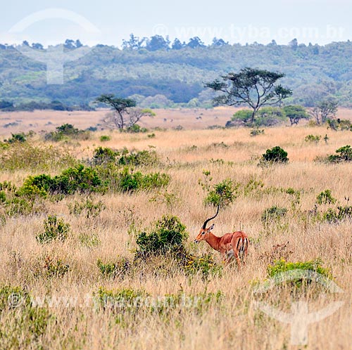  Subject: Antelope in Nairobi National Park / Place: Nairobi city - Kenya - Africa / Date: 09/2010 