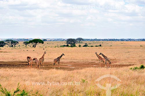  Subject: Giraffes in Nairobi National Park / Place: Nairobi city - Kenya - Africa / Date: 09/2010 