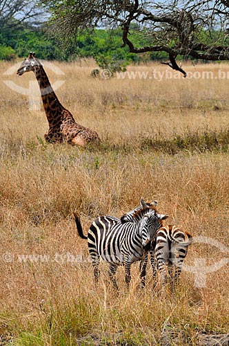  Subject: Animals in Nairobi National Park / Place: Nairobi city - Kenya - Africa / Date: 09/2010 