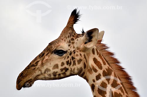  Subject: Deatail of a giraffe in Nairobi National Park / Place: Nairobi city - Kenya - Africa / Date: 09/2010 