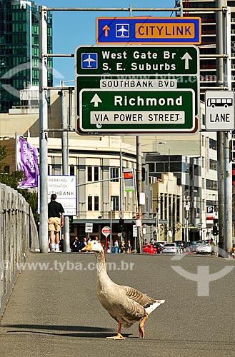  Subject: Geese walking at Queens Bridge (1889) / Place: Melbourne city - Austrália - Oceania / Date: 10/2010 