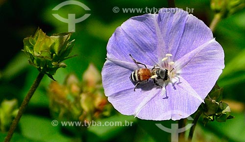  Subject: Bee poised over a flower in Semmer Villas - residential condominium in a wasteland / Place: Dubai city - United Arab Emirates - Asia / Date: 11/2010 