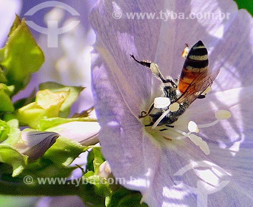  Subject: Bee poised over a flower in Semmer Villas - residential condominium in a wasteland / Place: Dubai city - United Arab Emirates - Asia / Date: 11/2010 