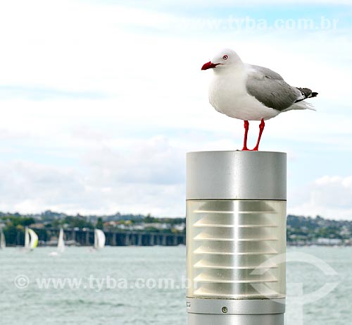  Subject: Seagull perched in luminaire on Princes Wharf / Place: Auckland city - New Zealand - Oceania / Date: 01/2011 