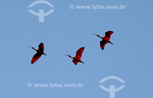  Subject: Scarlate ibis (Eudocimus ruber) flying in the Jericoacoara National Park / Place: Barreirinhas city - Maranhao state (MA) - Brazil / Date: 10/2012 