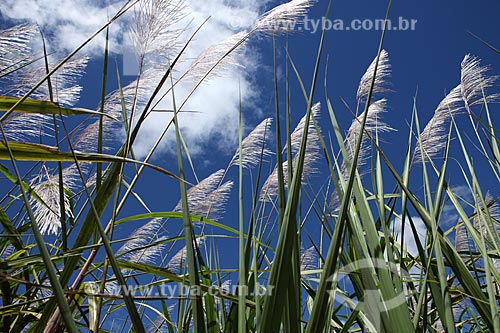  Subject: Flowered sugarcane plantation / Place: Alta Floresta city - Mato Grosso state (MT) - Brazil / Date: 05/2012 