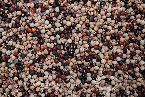  Subject: Seeds of Pigeon pea (Gandule bean) / Place: Alta Floresta city - Mato Grosso state (MT) - Brazil / Date: 05/2012 