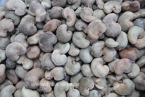  Subject: Cashew nut / Place: Alta Floresta city - Mato Grosso state (MT) - Brazil / Date: 05/2012 