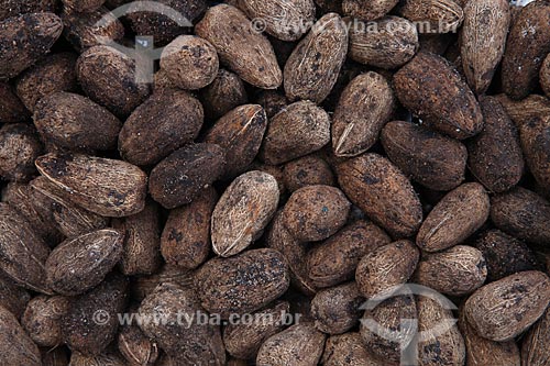  Subject: Seeds of Spondias mombin / Place: Alta Floresta city - Mato Grosso state (MT) - Brazil / Date: 05/2012 