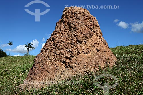  Subject: Termite Nest / Place: Alta Floresta city - Mato Grosso state (MT) - Brazil / Date: 05/2015 