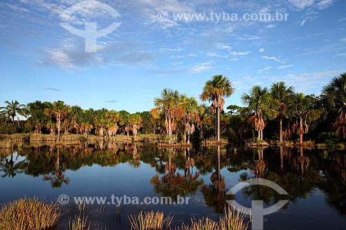  Subject: Babaçu palmtrees / Place: Alta Floresta city - Mato Grosso state (MT) - Brazil / Date: 05/2012 