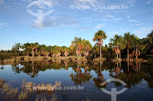  Subject: Babaçu palmtrees / Place: Alta Floresta city - Mato Grosso state (MT) - Brazil / Date: 05/2012 