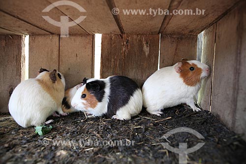  Subject: Creating of Guinea pig / Place: Alta Floresta city - Mato Grosso state (MT) - Brazil / Date: 05/2012 