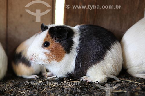  Subject: Creating of Guinea pig / Place: Alta Floresta city - Mato Grosso state (MT) - Brazil / Date: 05/2012 
