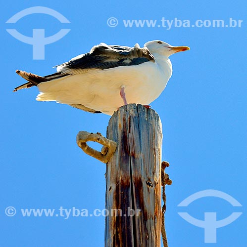  Subject: Seagull perched in a lamppost / Place: Malibu city - California state - United States of America - North America / Date: 08/2011 