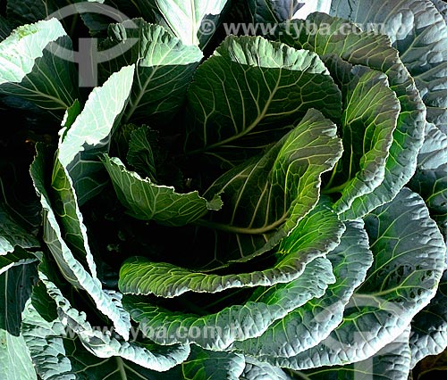  Subject: Cabbage / Place: Dubai city - United Arab Emirates - Asia / Date: 03/2011 