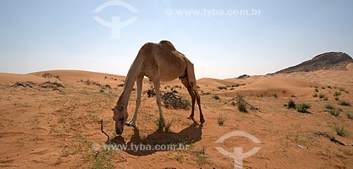  Subject: Dromedary in desert of central region of United Arab Emirates - Emirate of Sharjah / Place: United Arab Emirates - Asia / Date: 02/2010 