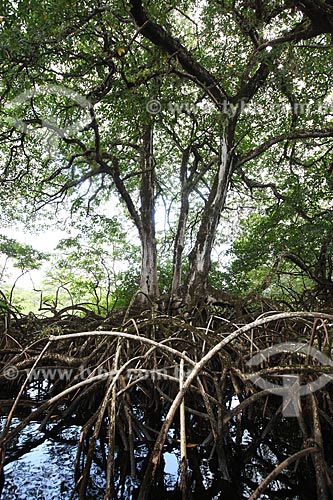  Subject: Mangrove swamp on Biological Reserve Lago Piratuba (Piratuba Lake)  / Place: Amapa state (AP) - Brazil / Date: 05/2012 