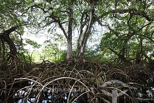  Subject: Mangrove swamp on Biological Reserve Lago Piratuba (Piratuba Lake)  / Place: Amapa state (AP) - Brazil / Date: 05/2012 