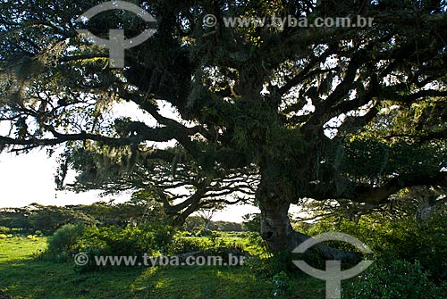  Subject: fig tree / Place: Tramandai city - Rio Grande do Sul state (RS) - Brazil / Date: 09/2009 
