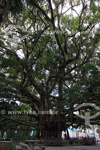 Subject: Fig tree centennial located in XV of November Square / Place: Florianopolis city - Santa Catarina state (SC) - Brazil / Date: 10/2011 