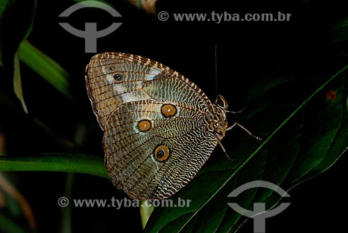  Subject: Owl Butterfly (Caligo eurilochus brasiliensis) in Botanical Garden of Rio de Janeiro / Place: Jardim Botanico neighborhood - Rio de Janeiro city - Rio de Janeiro state (RJ) - Brazil / Date: 01/2008 