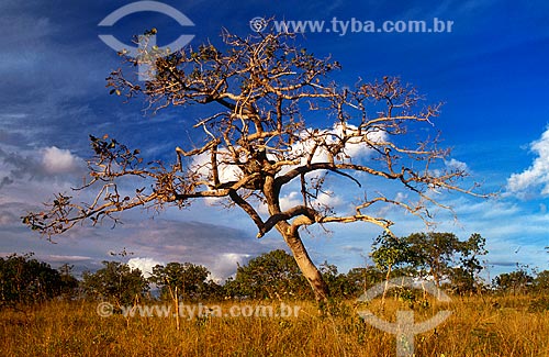  Subject: Dry tree in Grande Sertão Veredas National Park / Place: Chapada Gaucha city - Minas Gerais state (MG) - Brazil / Date: 03/2010 