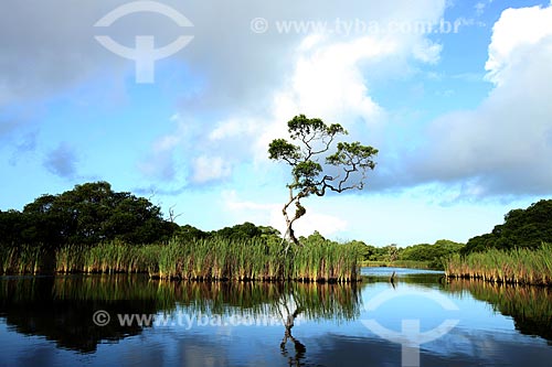  Subject: Sucuriju River channel toward Piratuba Lake - Biological Reserve Lago Piratuba (Piratuba Lake)  / Place: Amapa state (AP) - Brazil / Date: 05/2012 