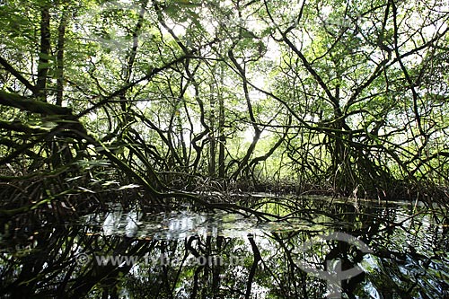  Subject: Sucuriju River channel toward Piratuba Lake - Biological Reserve Lago Piratuba (Piratuba Lake)  / Place: Amapa state (AP) - Brazil / Date: 05/2012 