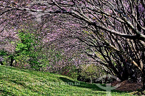  Subject: Cherry Trees in Carmo Park in Itaquera / Place: Itaquera neighborhood -  Sao Paulo city - Sao Paulo state (SP) - Brazil / Date: 08/2008 