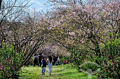  Subject: Cherry Trees in Carmo Park in Itaquera / Place: Itaquera neighborhood -  Sao Paulo city - Sao Paulo state (SP) - Brazil / Date: 08/2008 