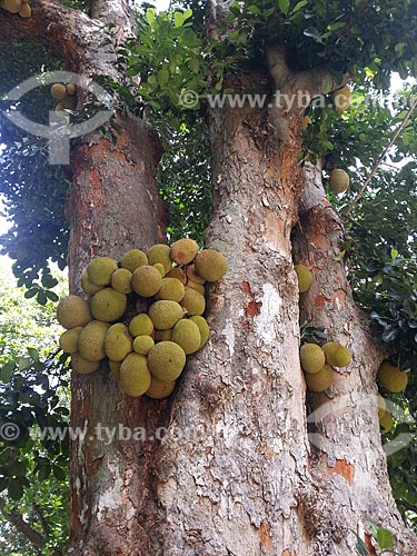  Subject: Jackfruit tree (Artocarpus heterophyllus) in Henrique Lage Park - known as Lage Park / Place: Jardim Botanico neighborhood - Rio de Janeiro city - Rio de Janeiro state (RJ) - Brazil / Date: 12/2012 