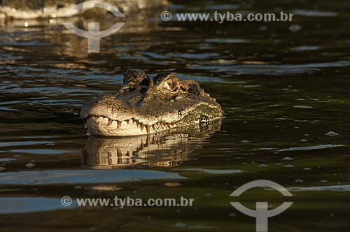  Subject: Black caiman (Melanosuchus niger) at Mamiraua Lake / Place: Amazonas state (AM) - Brazil / Date: 10/2007 