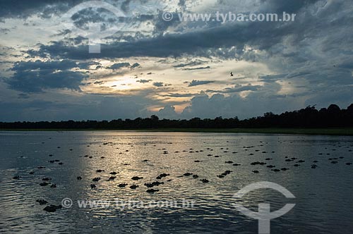  Subject: Sunset on Lake Mamiraua with various Black Caiman in the lake / Place: Amazonas state (AM) - Brazil / Date: 10/2007 