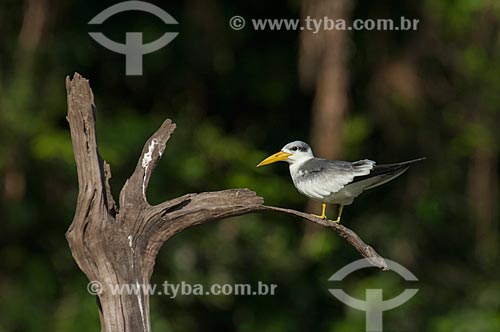  Large-billed tern (Phaetusa simplex)  - Amazonas state (AM) - Brazil
