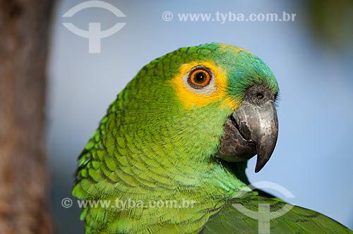  Subject: Blue-fronted Parrot (Amazona aestiva) at Veadeiros Plateau / Place: Goias state (GO) - Brazil / Date: 08/2007 