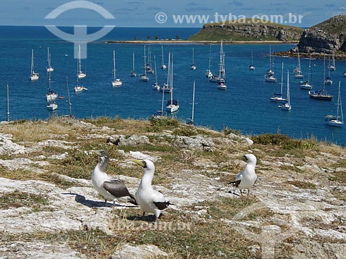  Subject: Masked Booby (Sula dactylatra) with boats in the background / Place: Abrolhos National Marine Park - Bahia (BA) - Brazil / Date: 08/2008 