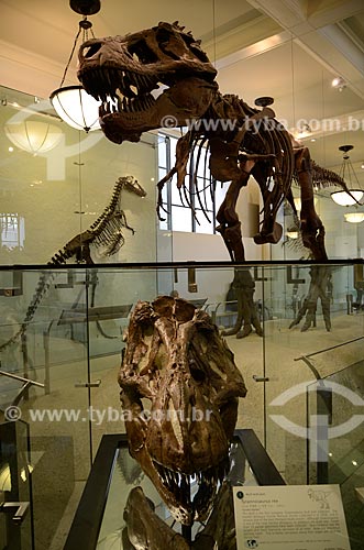  Subject: Fossil of an Tyrannosaurus Rex (Tyranosaurus rex) at the American Museum of Natural History - Tyrannosaurus Rex means 