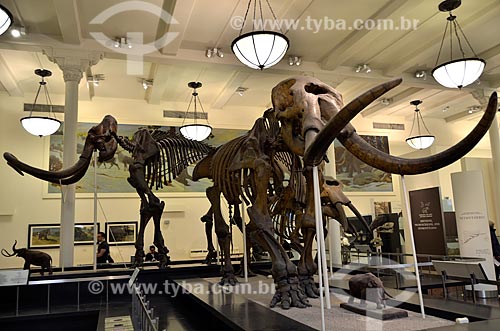  Subject: Fossil of an Mastodon (Mammut) at the American Museum of Natural History - in the background the fossil of a Mammoth (Mammuthus) / Place: Manhattan - New York - United States of America - North America / Date: 05/2011 