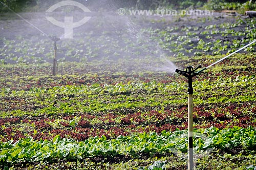  Subject: Irrigation in planting vegetables / Place: Itaipava District - Petropolis city - Rio de Janeiro state (RJ) - Brazil / Date: 05/2012 
