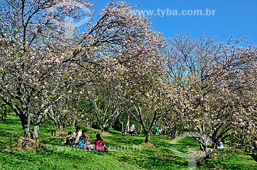  Subject: Cherry Trees in Carmo Park / Place: Itaquera neighborhood -  Sao Paulo city - Sao Paulo state (SP)- Brazil / Date: 2009 