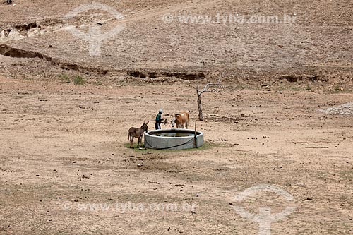  Subject: Animals drinking water in a reservoir water during the dry season in Pesqueira Velha Site / Place: Near to Arcoverde city - Pernambuco city (PE) - Brazil / Date: 01/2013 