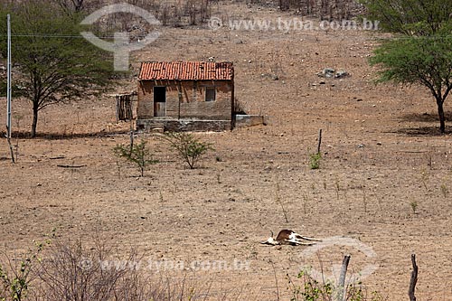  Subject: Livestock dead by drought in small farm between the towns of Custody and Serra Talhada / Place: Pernambuco state (PE) - Brazil / Date: 01/2013 