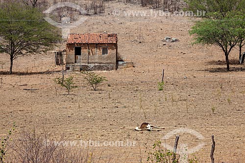  Subject: Livestock dead by drought in small farm between the towns of Custody and Serra Talhada / Place: Pernambuco state (PE) - Brazil / Date: 01/2013 