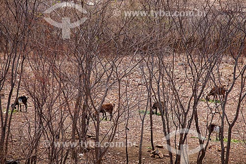  Subject: Goats (Capra hircus aegagrus) without pasture during the dry season / Place: Canaa - Pernambuco state (PE) - Brazil / Date: 01/2013 