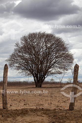  Subject: Mesquite Tree (Prosopis juliflora) near to Acude Novo (New Dam) in the dry season / Place: Sao Jose do Egito city - Pernambuco state (PE) - Brazil / Date: 01/2013 