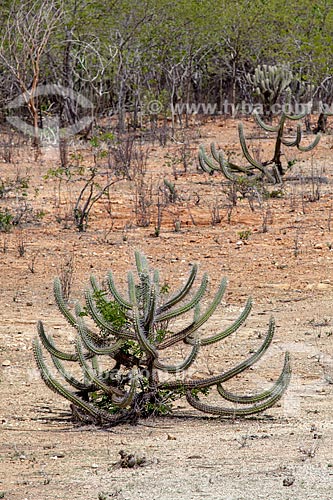  Subject: Cactus xiquexique (Pilosocereus gounellei) at Backwood of Pajeu / Place: Near to Sertania city - Pernambuco city (PE) - Brazil / Date: 01/2013 
