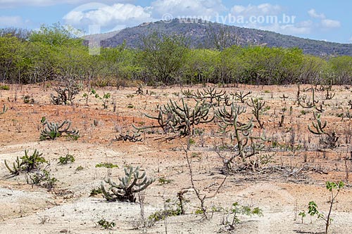  Subject: Cactus xiquexique (Pilosocereus gounellei) at Backwood of Pajeu / Place: Near to Sertania city - Pernambuco city (PE) - Brazil / Date: 01/2013 
