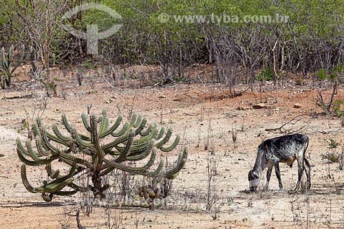  Subject: Cattle grazing near to cactus xiquexique (Pilosocereus gounellei) at Backwood of Pajeu / Place: Near to Sertania city - Pernambuco city (PE) - Brazil / Date: 01/2013 