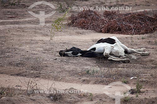  Subject: Livestock dead by drought in rural area of Sanharo city / Place: Sanharo city - Pernambuco city (PE) - Brazil / Date: 01/2013 